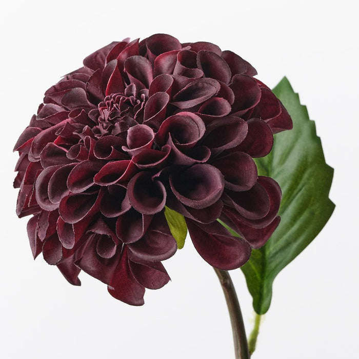 Dahlia Pompon Black Plum 58cm Pack of 12
