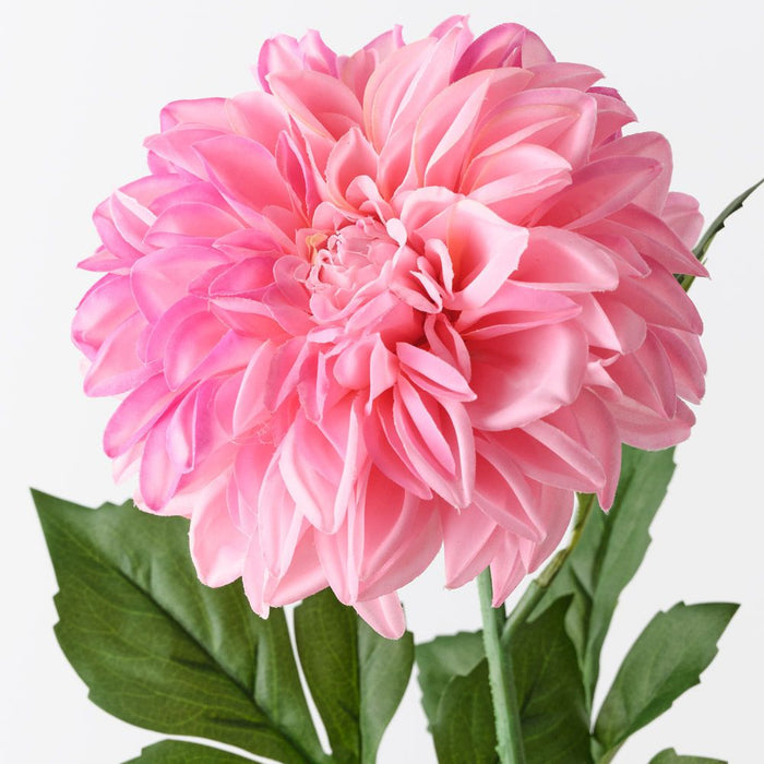 Dahlia Pompon Hot Pink 72cm Pack of 12