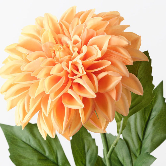 Dahlia Pompon Orange 72cm Pack of 12