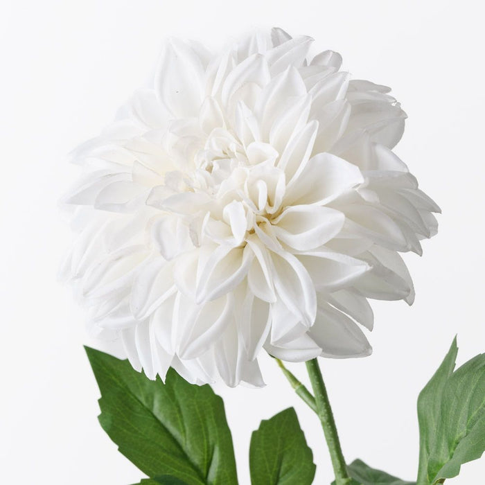Dahlia Pompon Winter White 72cm Pack of 12