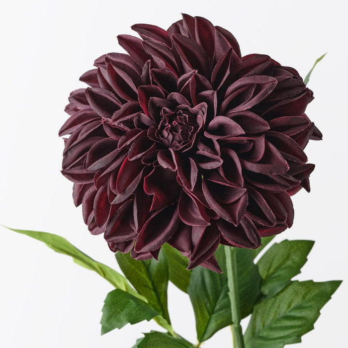 Dahlia Pompon Black Plum 72cm Pack of 12