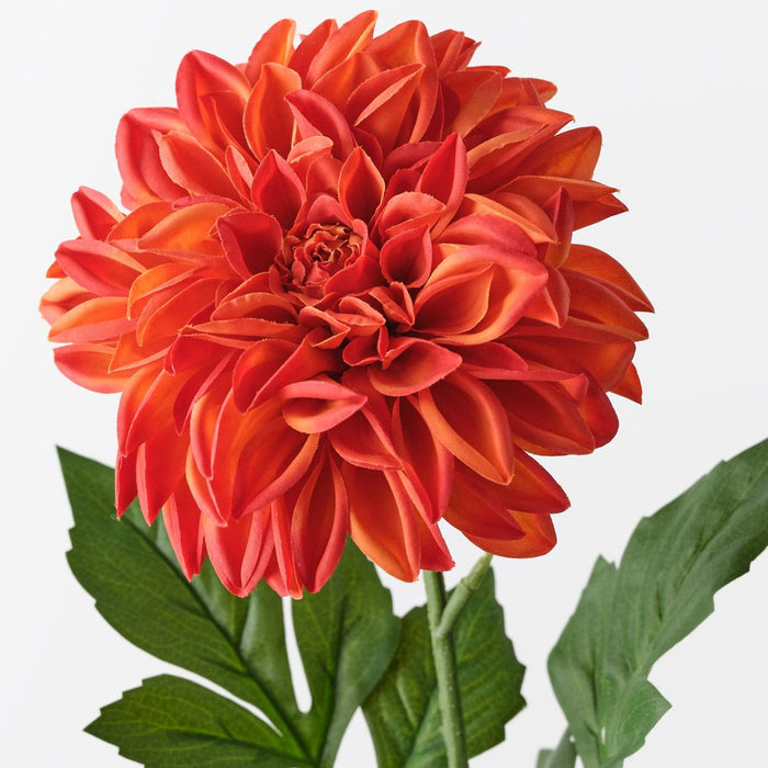 Dahlia Pompon Burnt Orange 72cm Pack of 12
