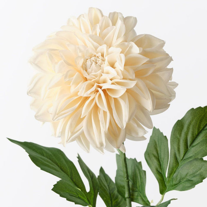 Dahlia Pompon Cream 72cm Pack of 12