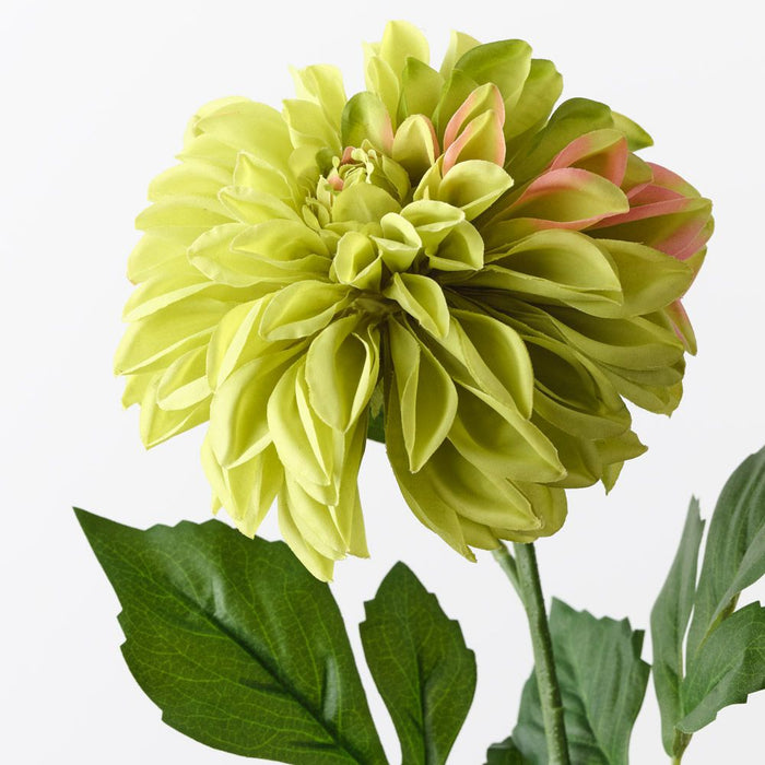 Dahlia Pompon Green 72cm Pack of 12