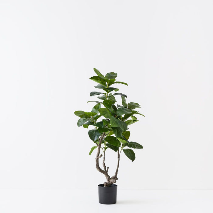 Ficus Altissima Tree Green 130cm Pack of 2