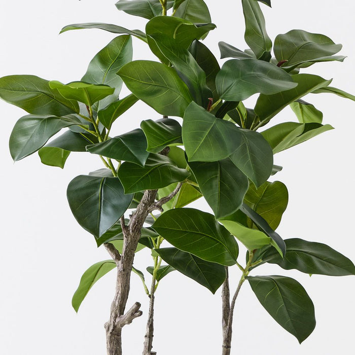 Ficus Altissima Tree Green 130cm Pack of 2