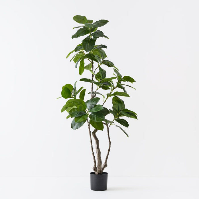 Ficus Altissima Tree Green 180cm Pack of 2