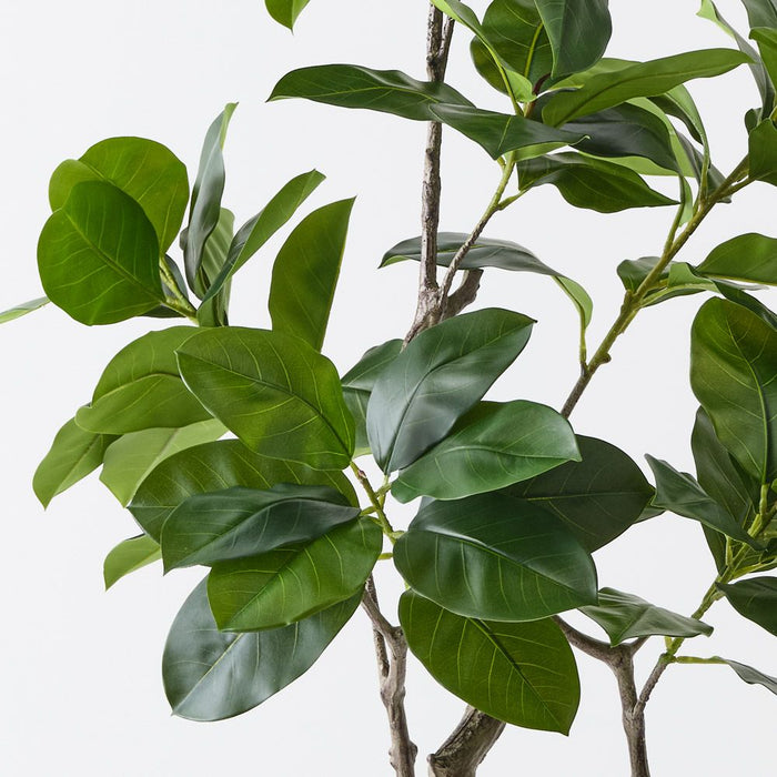 Ficus Altissima Tree Green 180cm Pack of 2