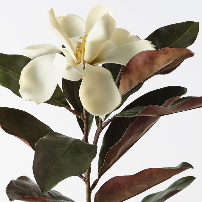 Magnolia Cream Green 87cm Pack of 12