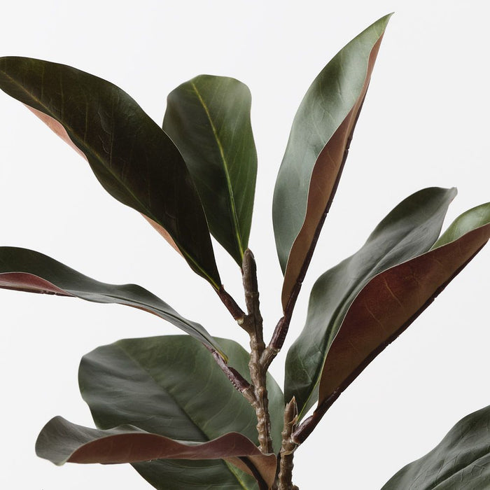 Magnolia Leaf Spray Green 52cm Pack of 12