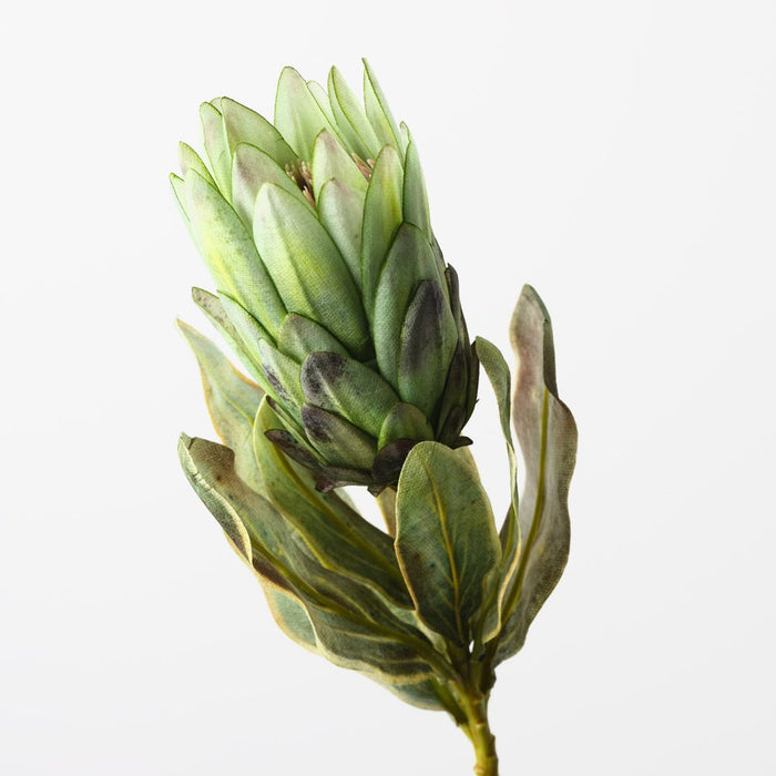 Protea Queen Green 57cm Pack of 12