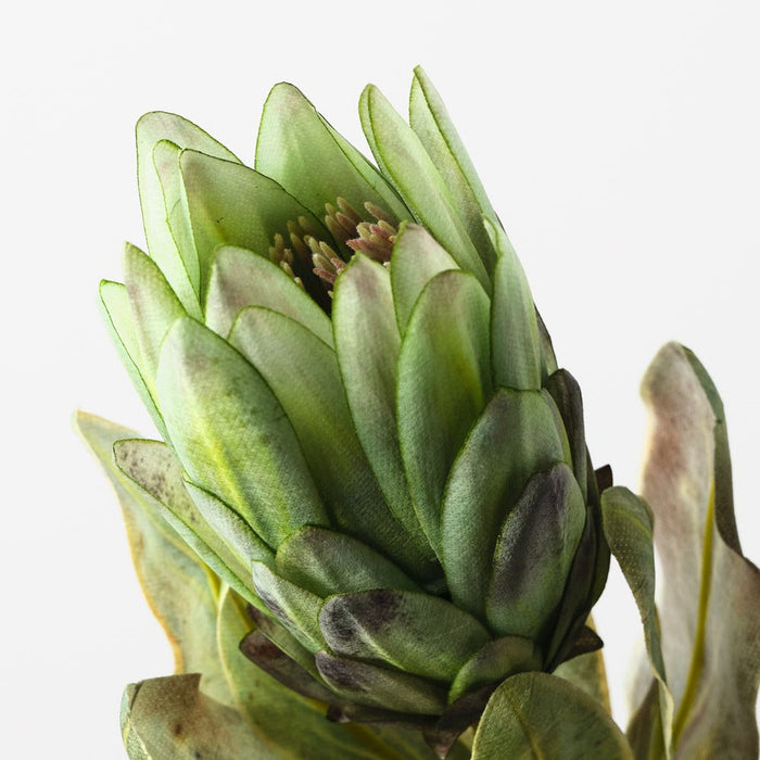 Protea Queen Green 57cm Pack of 12