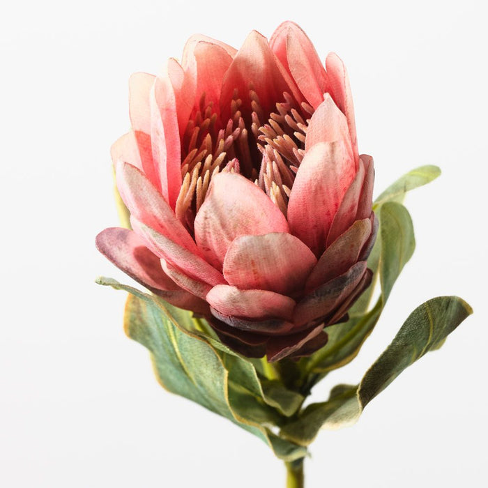 Protea Queen Pink 57cm Pack of 12
