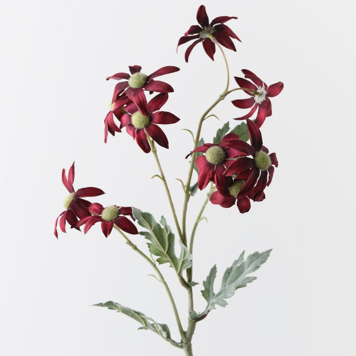 Flannel Flower Spray Burgundy 72cm Pack of 12