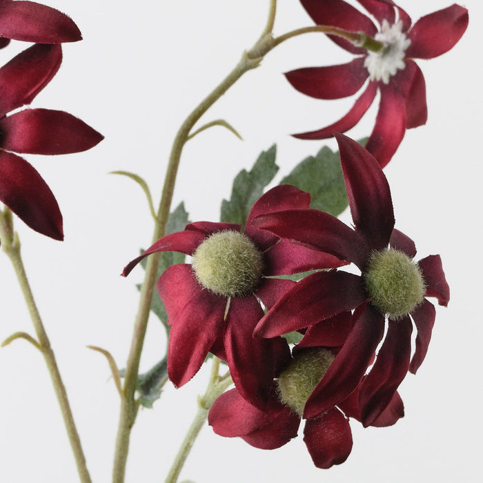 Flannel Flower Spray Burgundy 72cm Pack of 12