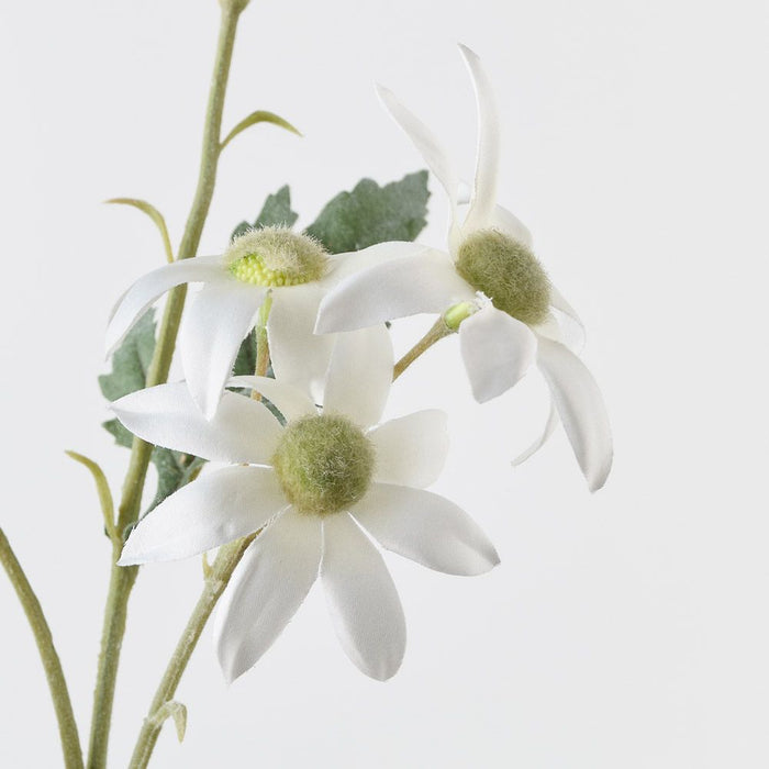 Flannel Flower Spray White 72cm Pack of 12