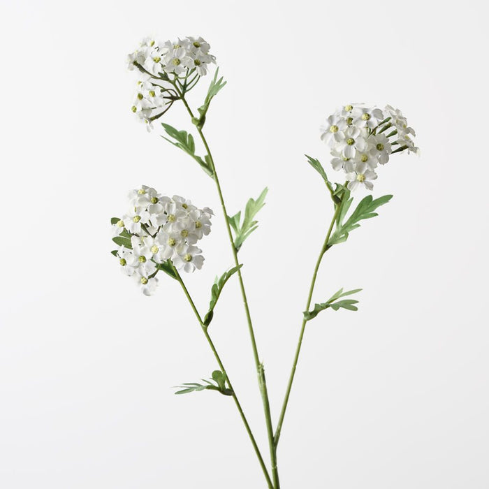 Achillea Spray White 68cm Pack of 12