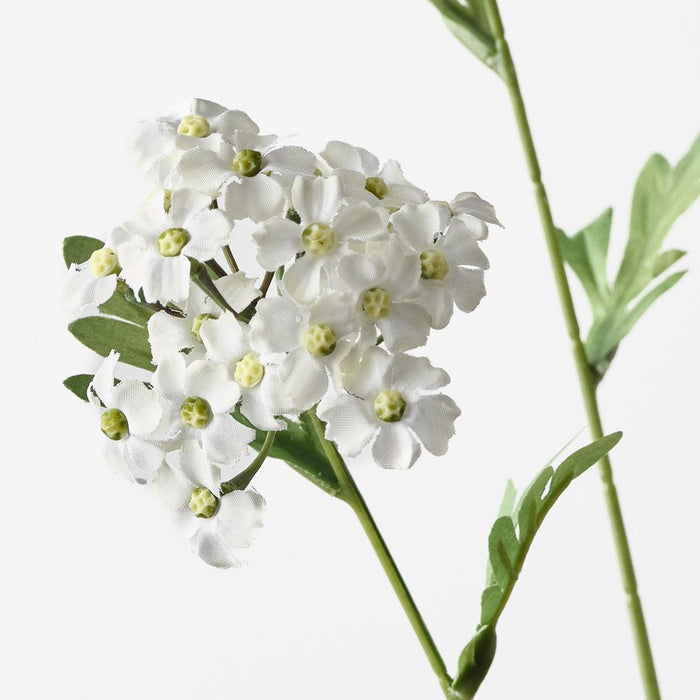 Achillea Spray White 68cm Pack of 12