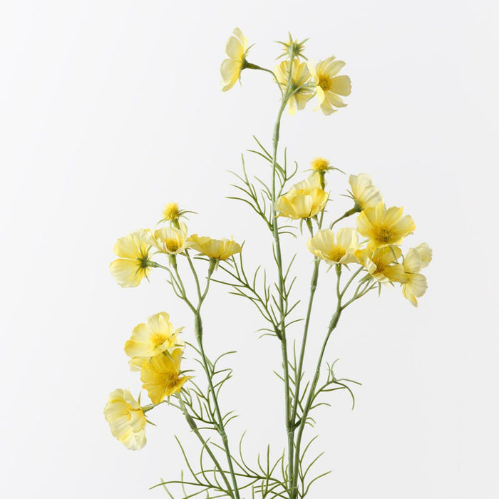 Cosmos Spray Yellow 80cm Pack of 12