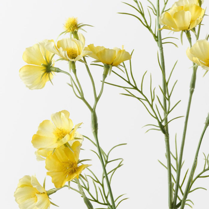 Cosmos Spray Yellow 80cm Pack of 12