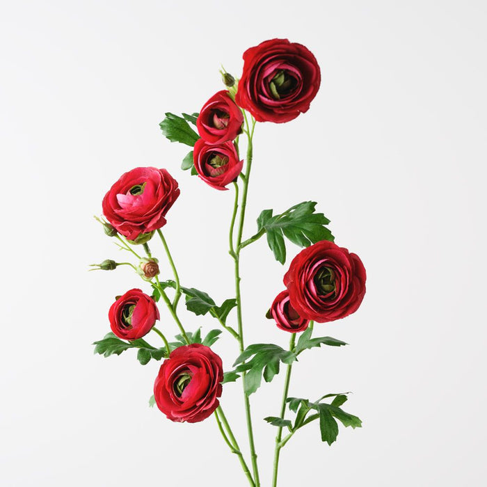 Ranunculus Spray Burgundy 77cm Pack of 12
