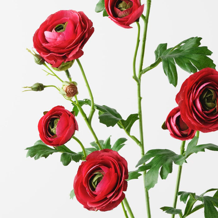 Ranunculus Spray Burgundy 77cm Pack of 12
