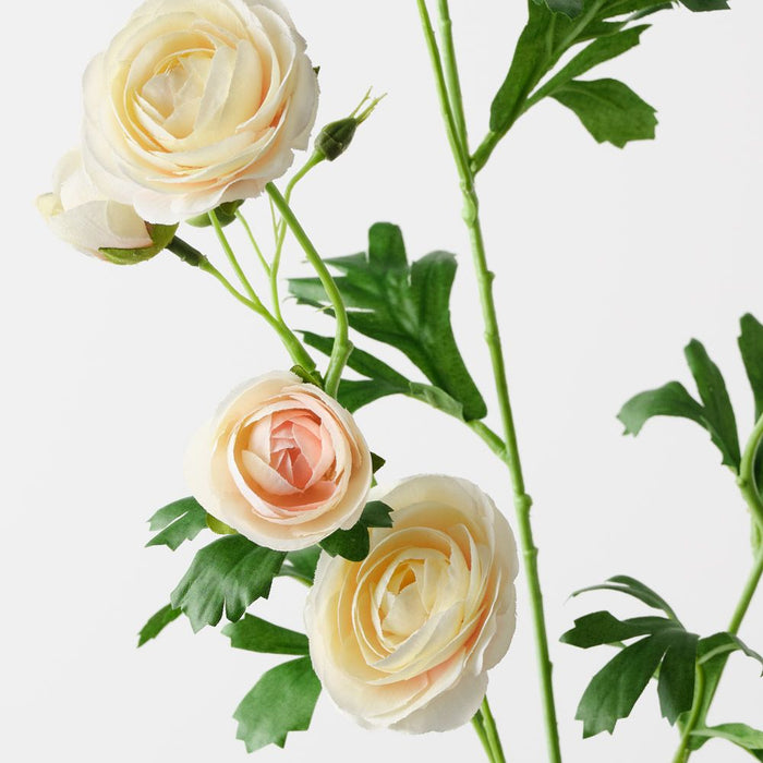 Ranunculus Spray Cream 77cm Pack of 12