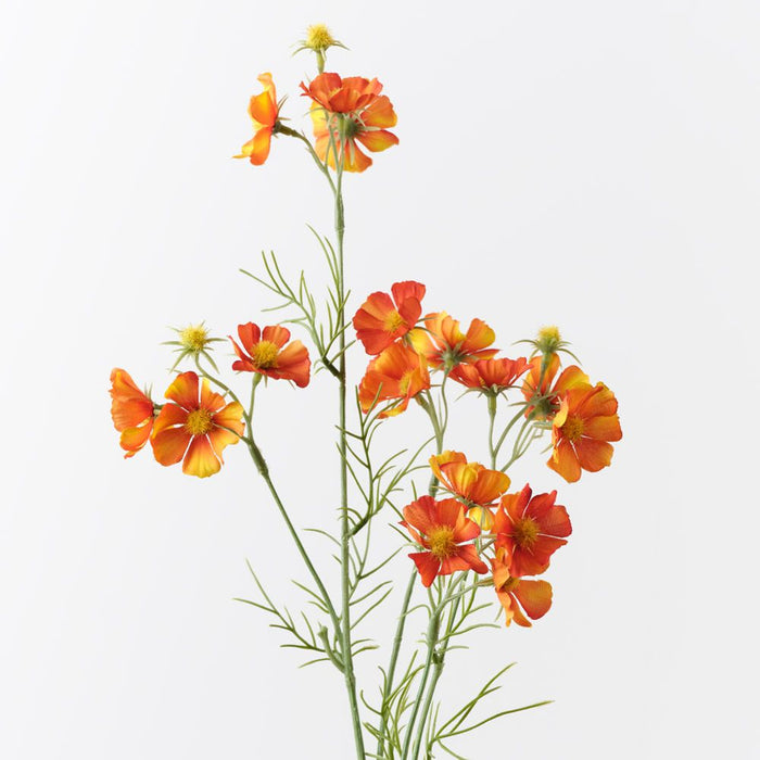 Cosmos Spray Orange 80cm Pack of 12