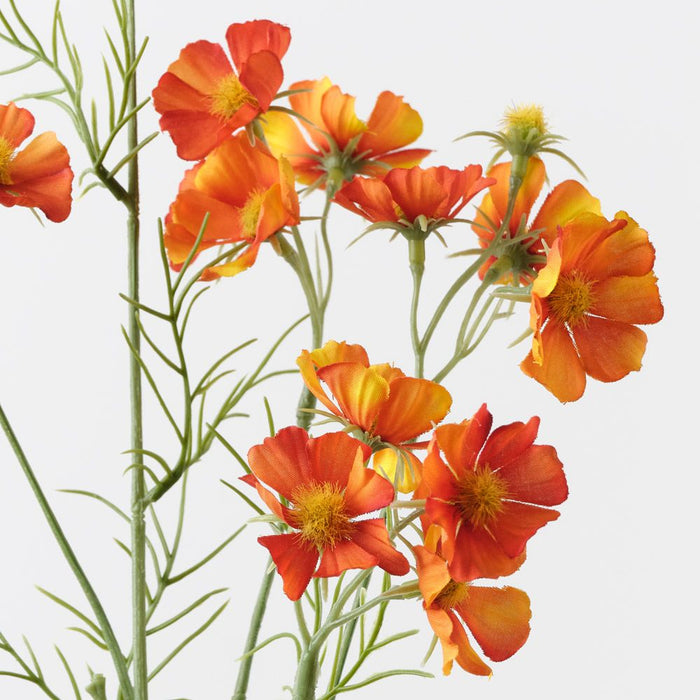 Cosmos Spray Orange 80cm Pack of 12