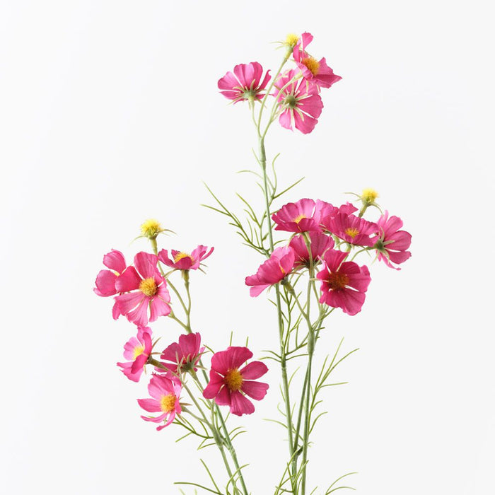 Cosmos Spray Wine 80cm Pack of 12