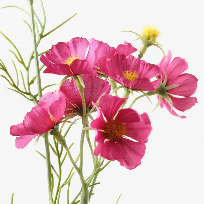 Cosmos Spray Wine 80cm Pack of 12