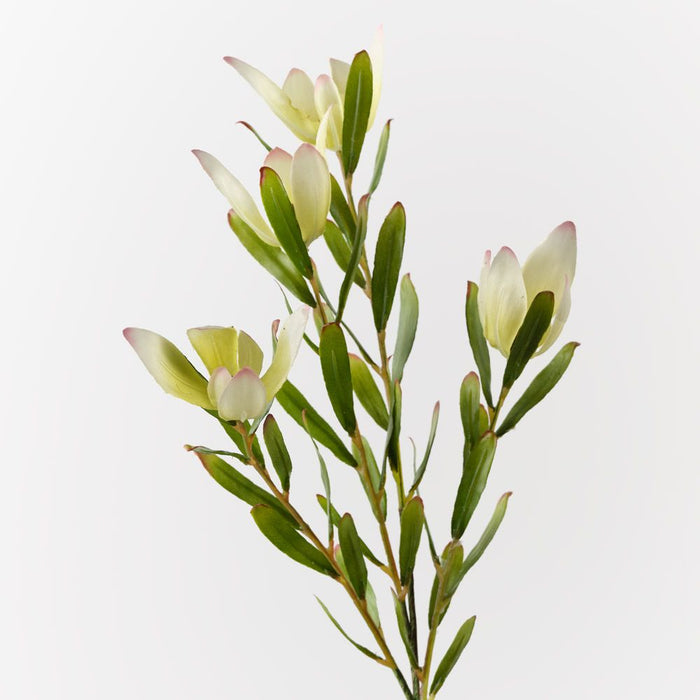 Protea Leucadendron Spray Cream Green 61cm Pack of 12