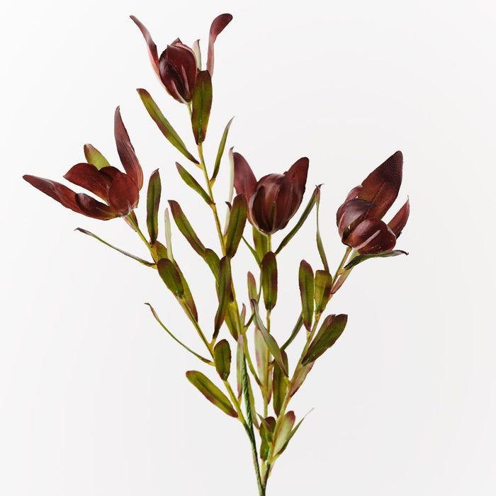 Protea Leucadendron Spray Burgundy Green 61cm Pack of 12