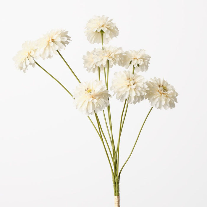 Zinnia Bundle Ivory 58cm Pack of 12