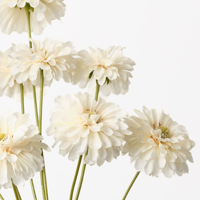 Zinnia Bundle Ivory 58cm Pack of 12