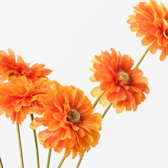 Zinnia Bundle Orange 58cm Pack of 12