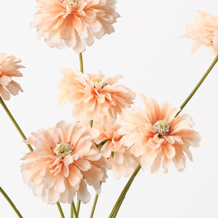 Zinnia Bundle Peach 58cm Pack of 12