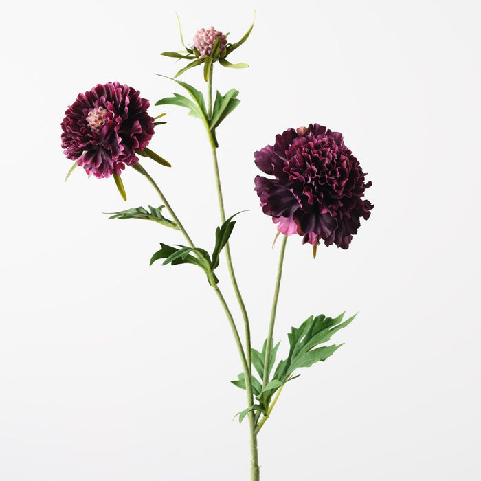 Scabiosa Spray Plum 72cm Pack of 12