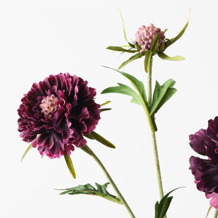 Scabiosa Spray Plum 72cm Pack of 12