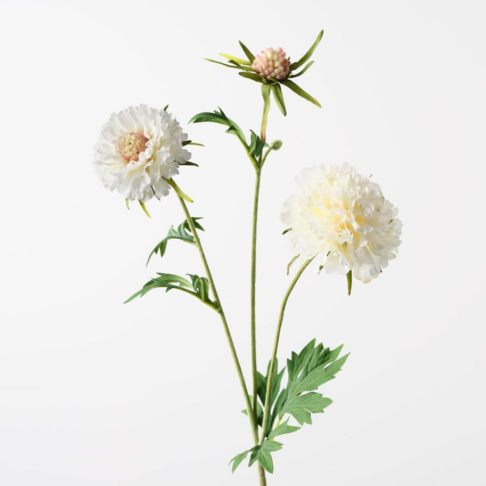 Scabiosa Spray White 72cm Pack of 12