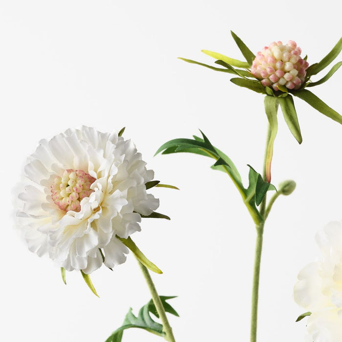 Scabiosa Spray White 72cm Pack of 12