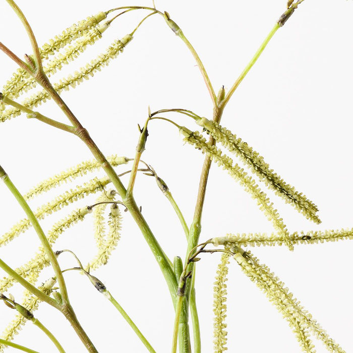 Amaranthus Spray Green 84cm Pack of 12