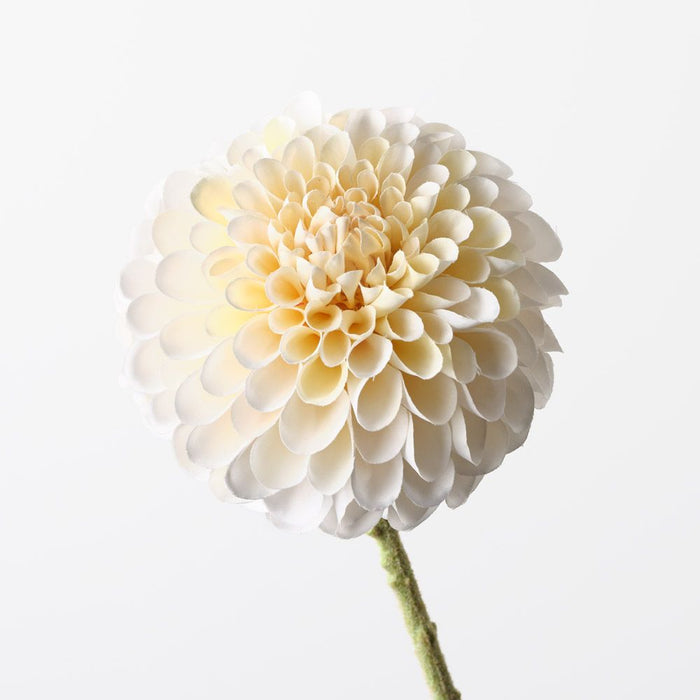 Dahlia Cream 63cm Pack of 12