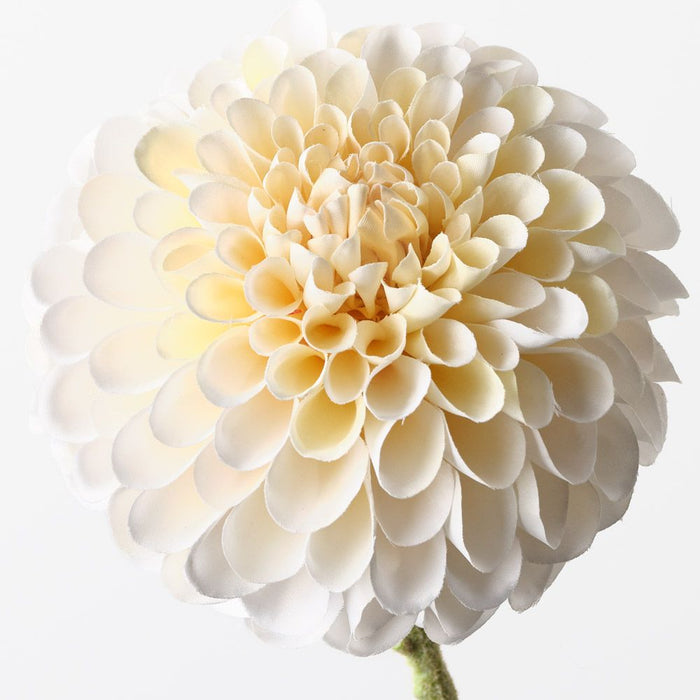 Dahlia Cream 63cm Pack of 12