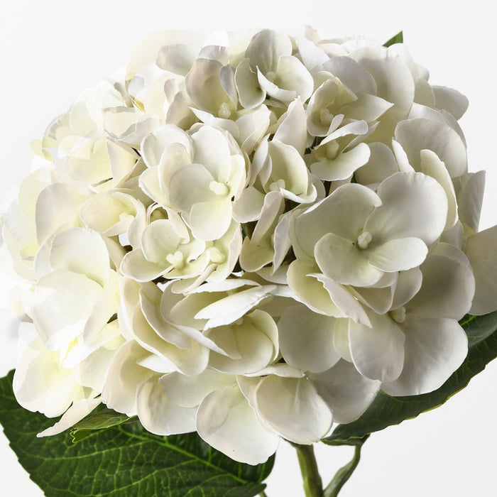 Hydrangea Cream 60cm Pack of 12
