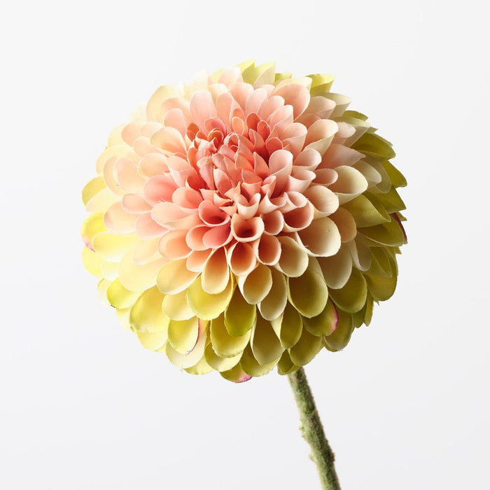 Dahlia Green Pink 63cm Pack of 12