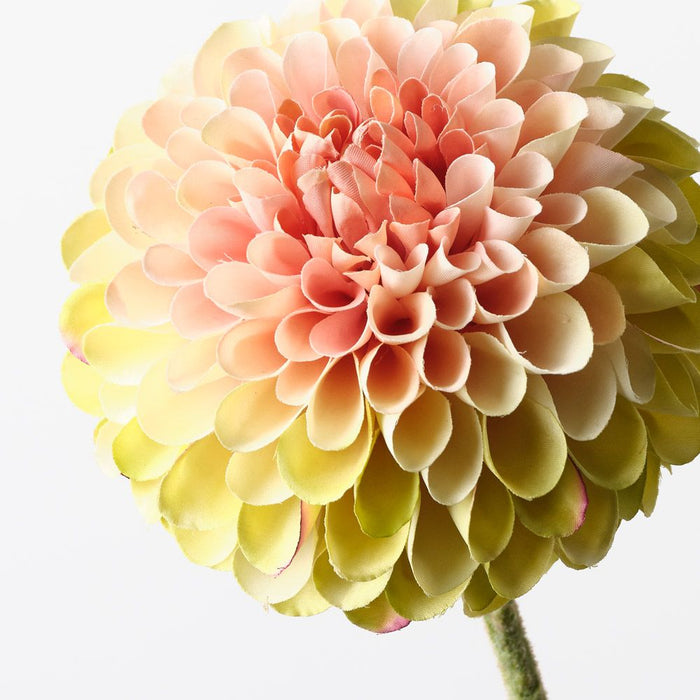 Dahlia Green Pink 63cm Pack of 12