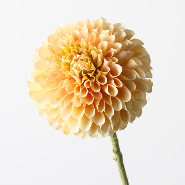 Dahlia Peach Yellow 63cm Pack of 12