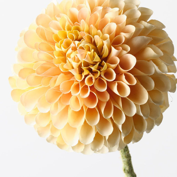 Dahlia Peach Yellow 63cm Pack of 12