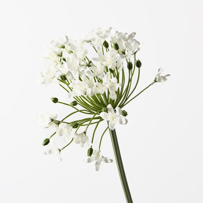 Agapanthus White 75cm Pack of 12